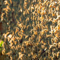 Com menos agressividade, as abelhas produzem mais e há mais harmonia entre comeias próximas